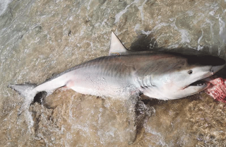Un requin échoué à Plum Bay